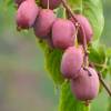 Hardy Kiwi, yellow-fleshed