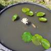 Water Lily 'Colorado'