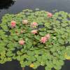 Water Lily 'Colorado'