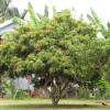 Litchee tree 'Kwai May Pink'