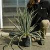 Yucca filamentosa, Adam's needle and thread