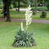 Yucca filamentosa, Adam's needle and thread