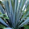 Yucca filamentosa, Adam's needle and thread