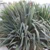 Yucca filamentosa, Adam's needle and thread