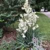 Yucca filamentosa, Adam's needle and thread