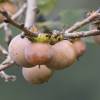 Kaki lotus, Date-plum, Caucasian Persimmon