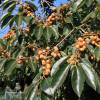 Kaki lotus, Date-plum, Caucasian Persimmon