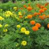 French Marigold