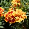 French Marigold