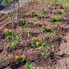 French Marigold