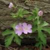 Geranium 'Espresso'