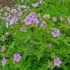Geranium 'Espresso'
