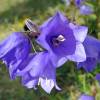 Bellflower, Peach-leaved