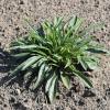 Bellflower, Peach-leaved