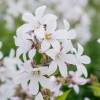 White Trailing Bellflower