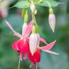 Fuchsia 'Clia Smedley'