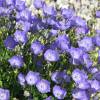 Bellflower, Carpathian Blue