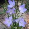 Bellflower, Chimney Blue
