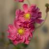 Anemone, Japanese Dark Pink