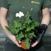 Anemone, Japanese White