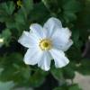 Anemone, Japanese White