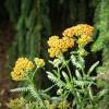 Yarrow, orange