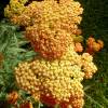 Yarrow, orange