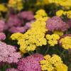 Yarrow, pink