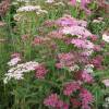 Yarrow, pink