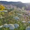 Yarrow, white