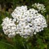 Yarrow, white