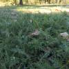 Yarrow, Crithmium-leaved