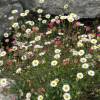 Mexican Fleabane, Karwinskys Fleabane