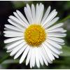 Mexican Fleabane, Karwinskys Fleabane