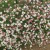 Mexican Fleabane, Karwinskys Fleabane