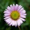 Mexican Fleabane, Karwinskys Fleabane