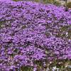 Creeping Phlox, Moss Phlox Mauve