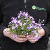 Creeping Phlox, Moss Phlox Mauve