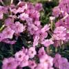 Creeping Phlox, Moss Phlox Pink