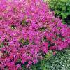 Creeping Phlox, Moss Phlox Pink