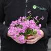 Creeping Phlox, Moss Phlox Pink