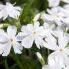 Creeping Phlox, Moss Phlox White