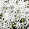 Creeping Phlox, Moss Phlox White