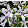 Creeping Phlox, Moss Phlox bicolor