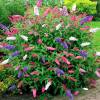 Butterfly bush, Three-coloured