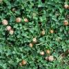 Strawberry Clover