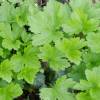 Barren Strawberry