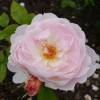 Rose 'Gentle Hermione'