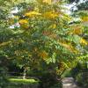 Japanese Angelica tree