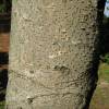 Igiri tree